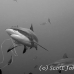 shark_greyreef_kk_h_0705_png1496_bw.jpg